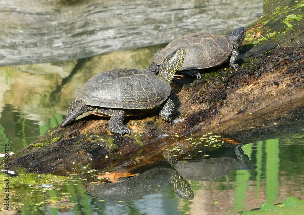 Two European pond turtles sitting on a tree trunk behind each other and their reflections in the water. Other names of this turtle are: Emys orbicularis, European pond terrapin or European pond torto Two European pond turtles sitting on a tree trunk behind each other and their reflections in the water. Other names of this turtle are: Emys orbicularis, European pond terrapin or European pond torto