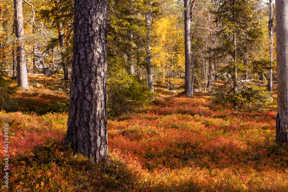 An autumnal old-growth taiga forest with warm and colorful forest floor during fall foliage in Northern Finland near Salla. An autumnal old-growth taiga forest with warm and colorful forest floor during fall foliage in Northern Finland near Salla.