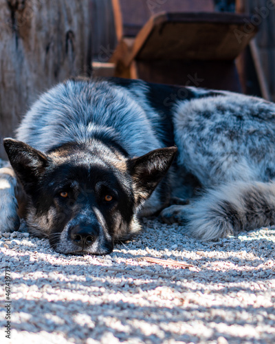 Dog lying down resting on a pebble floor looking at the camera on a sunny day.