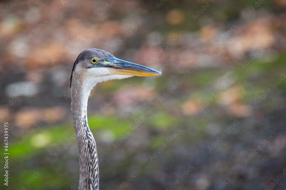 Close up of the head and neck of a great blue heron Close up of the head and neck of a great blue heron