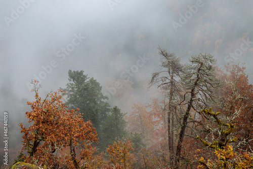 Fog in autumn-colored forest. © KKern