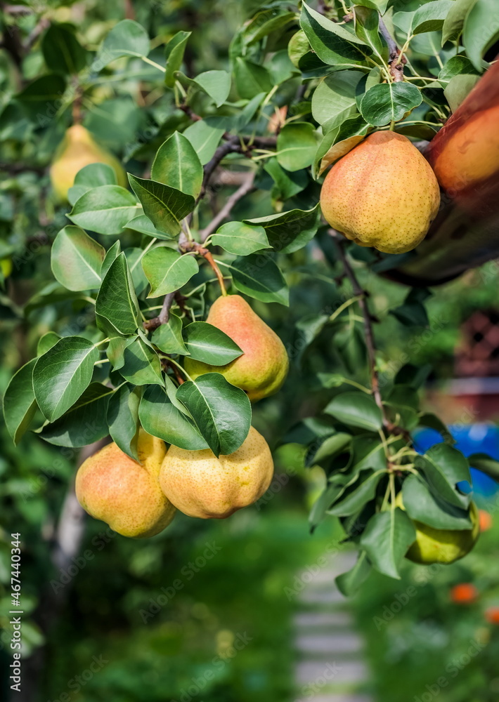 Branches of a pear tree with fruits and leaves close-up in the garden in autumn Branches of a pear tree with fruits and leaves close-up in the garden in autumn