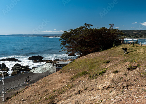 Black dog watching punta de lobos beach with surfers enjoying themselves on the shore on a sunny day.
