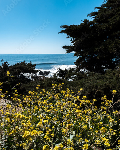 Vegetation on the beach of Punta de Lobos on a sunny day.