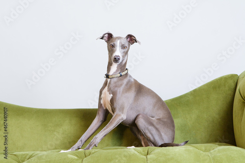 Italian greyhound in studio. cute pet Blue greyhound with no people. Purebred domestic dog posing.