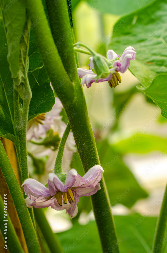 Fototapeta premium Blooming purple flowers eggplant on bush. Studio Photo
