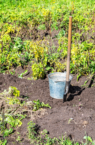 Harvesting organic potatoes in metal bucket and shovel at the vegetable garden