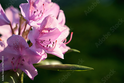 Obraz na płótnie Beautiful violet tiger lilies in sunlight with copy space w salonie