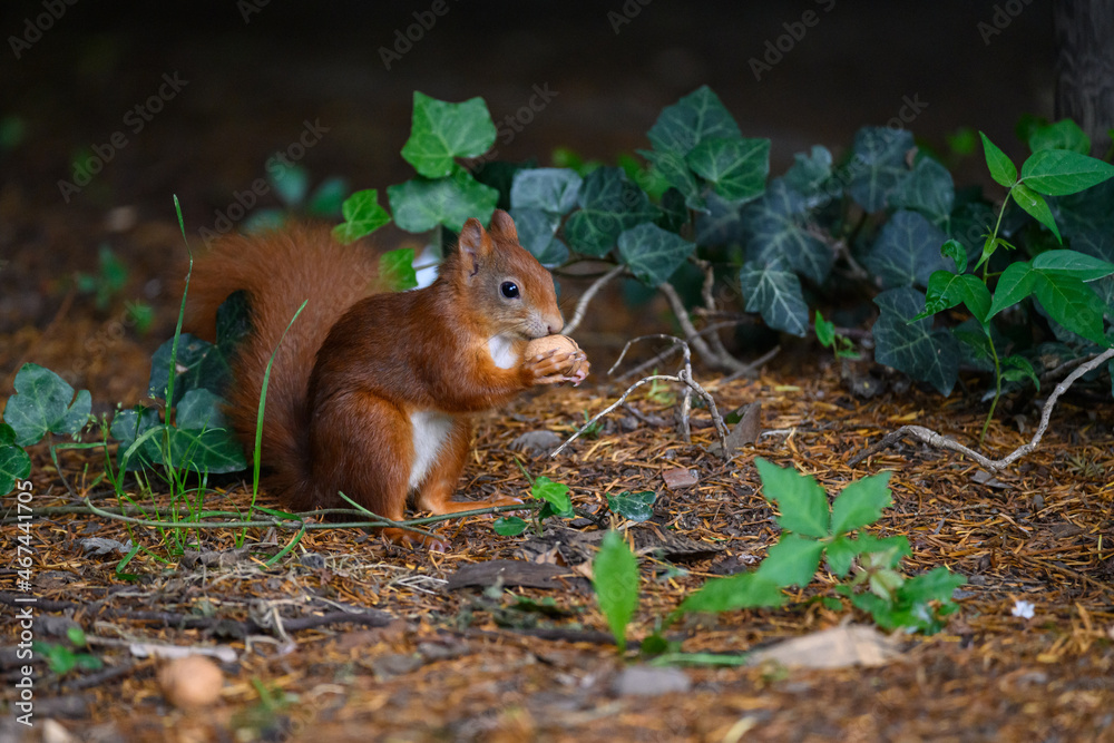Fototapeta premium Eichhörnchen