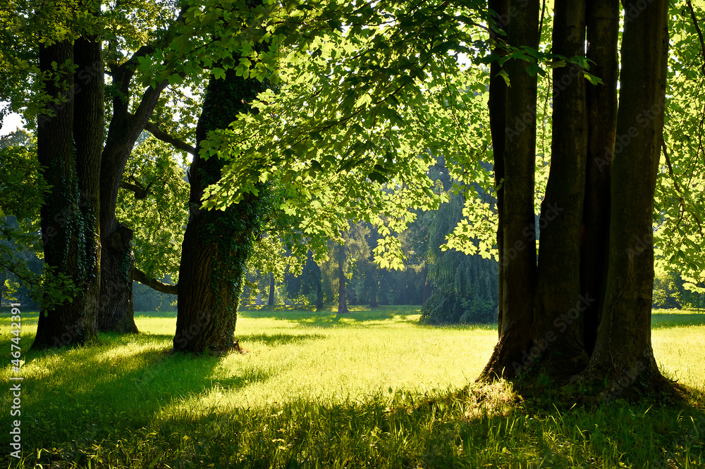 High trees in the summer park High trees in the summer park