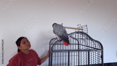 Filipina women feeding parrot. African grey parrot on black cage. Happy parrot