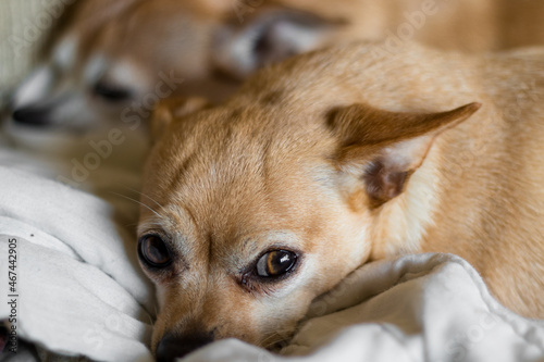 portrait of a deer head chihuahua