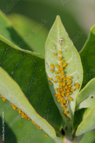 soybean aphids on a soybean leaf while feeding