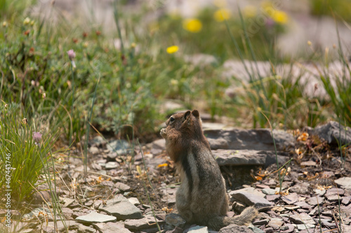 A Golden Mantled ground squirrel sits up and nibbles on something in an alpine meadow with out of focus yellow and purple flowers in the background.  photo