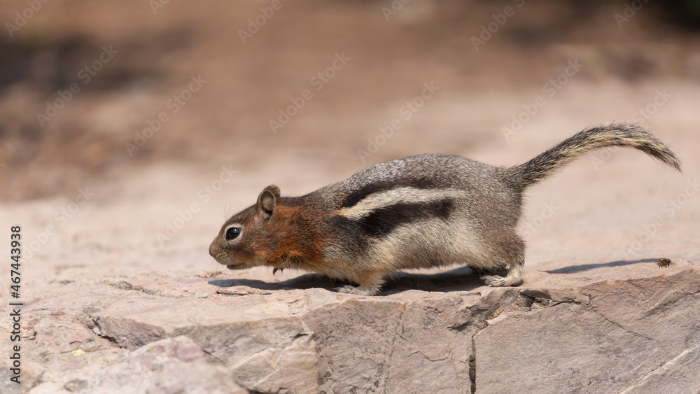 A golden mantled ground squirrel looks along a ridge of limestone for something to eat near the Hidden Lake trail in Glacier National Park Montana. A golden mantled ground squirrel looks along a ridge of limestone for something to eat near the Hidden Lake trail in Glacier National Park Montana.