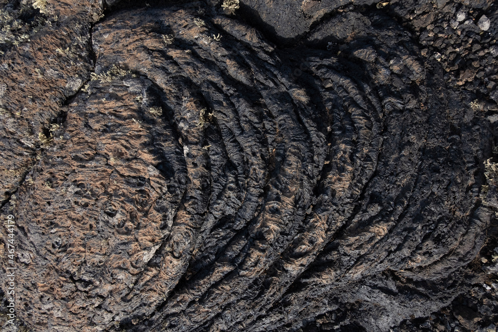 bark of tree