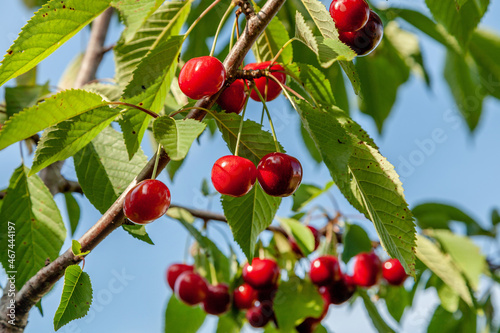 Ripe red juicy cherry berries on a branch with green leaves on a blue sky background