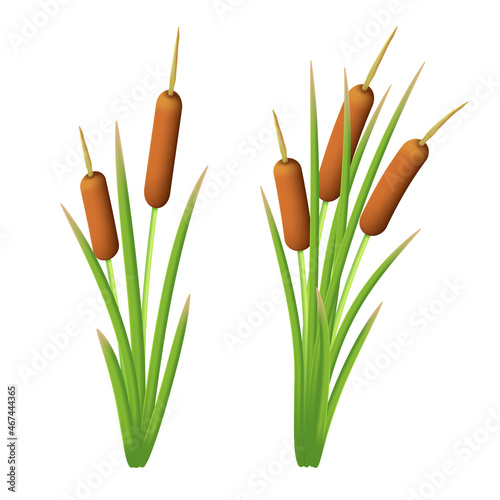 Vector set of reeds in the green marsh grass. Shrub of bulrush. Illustration of cattail or typha isolated on a white background