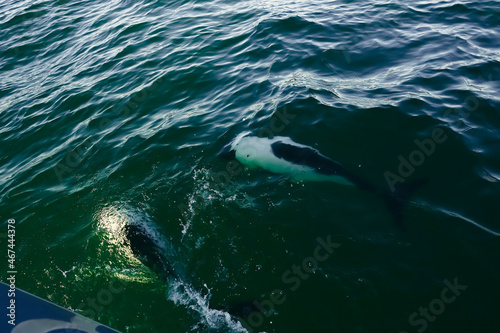 Commerson dolphin swimming  Patagonia   Argentina.