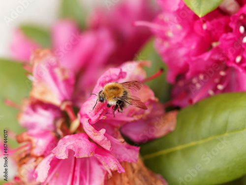 Bombus pascuorum | Bourdon des champs ou bourdon des bocages de corps velu, coloration crème, pelage ébouriffé, butinant le pollen d'une fleur de rhododendron