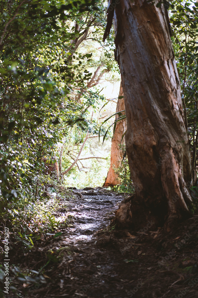 Fototapeta premium tree in the forest