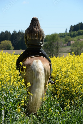 Schöner Haflinger im Rapsfeld