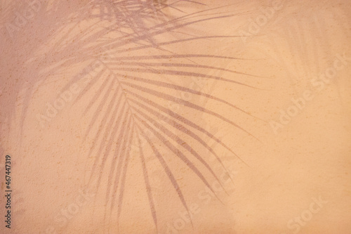 shadow of palm frond on cream colored wall tropical summer feel
