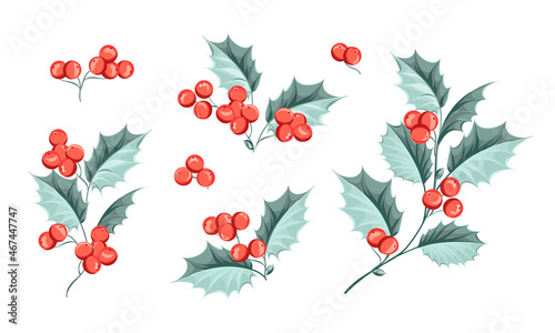 Set of illustrations of Christmas branches. Holly elements. photo