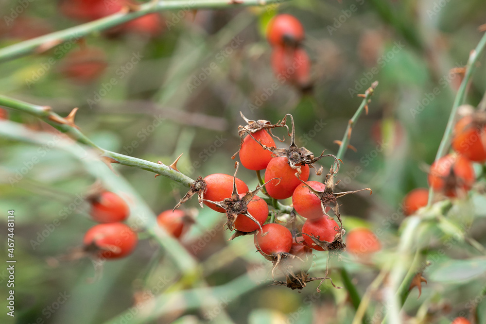 Ripe rose hips on a branch