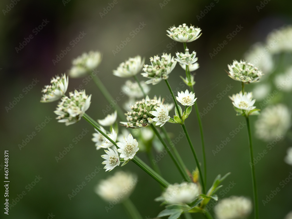 Flowers of Astrantia major in a garden in late summer Flowers of Astrantia major in a garden in late summer