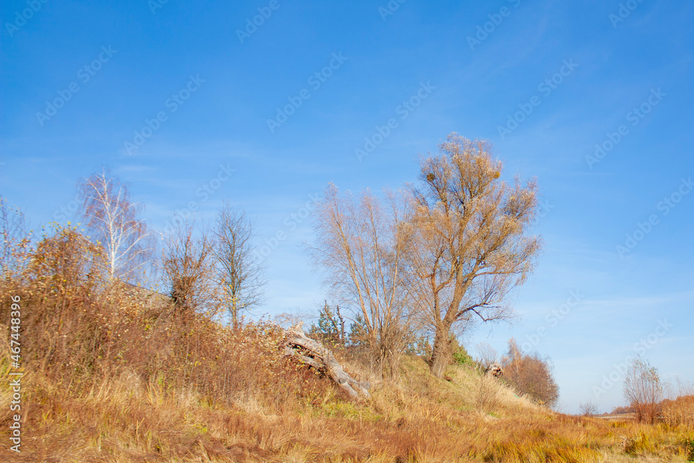 A crooked tree on a hill. Autumn landscape with yellow grass and trees on a bright sunny day. A crooked tree on a hill. Autumn landscape with yellow grass and trees on a bright sunny day.