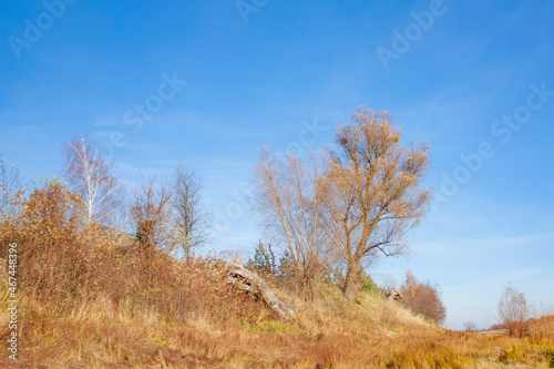 A crooked tree on a hill. Autumn landscape with yellow grass and trees on a bright sunny day.
