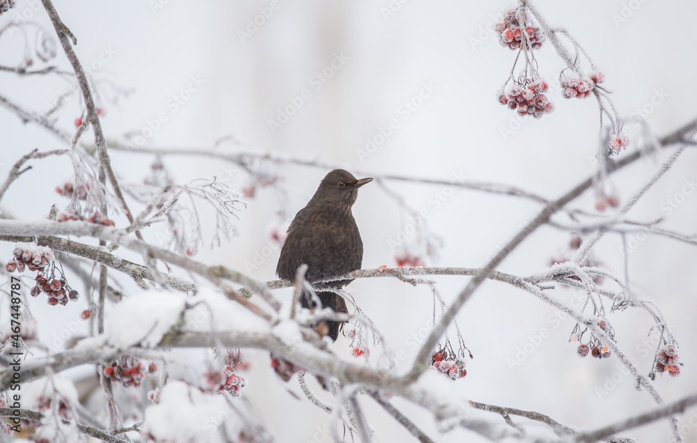 Blackbird female (Turdus merula) sitting in rowan tree branch on a frosty cold winter day in the middle of frosty rowan berries. Blackbird female (Turdus merula) sitting in rowan tree branch on a frosty cold winter day in the middle of frosty rowan berries.