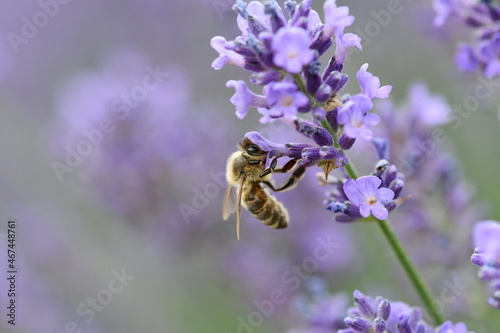 bee close up  © Sophia