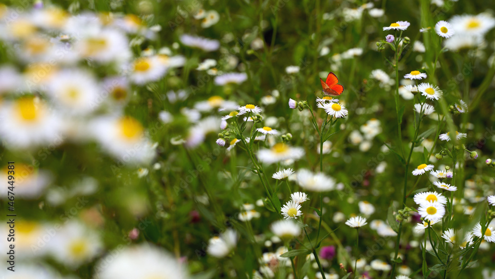 Small red butterfly in the summer flower field
