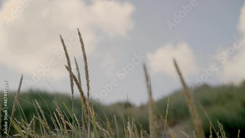 Some grass moves gently with the breeze