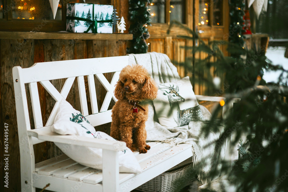 poodle dog near front door porch of village countryside house with swing hammock decorated for Christmas winter holidays, Christmas and New year vacation concept
