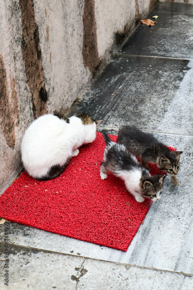 cat with the beautiful cute little kittens on the Istanbul street under the rain