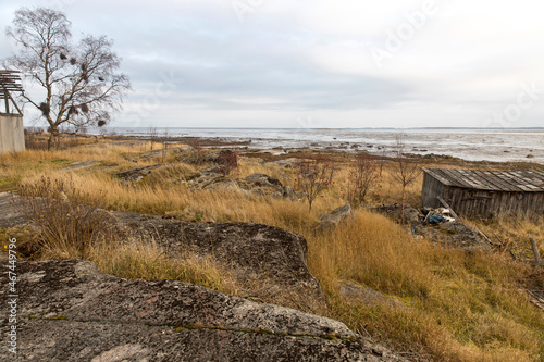 The coast of the White Sea  overgrown with tall grass. Birch with loose leaves  rowan bushes. Depressive autumn landscape.