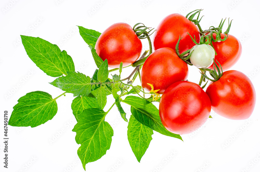 Ripe red tomatoes with branches and leaves on white background close-up. Studio Photo.
