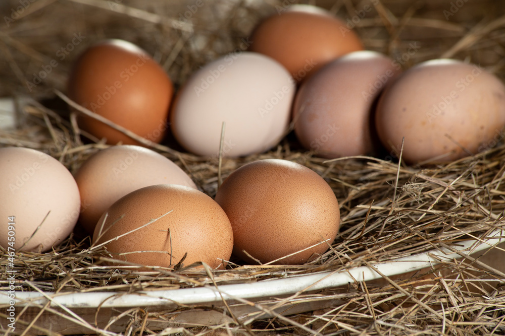 freshly harvested eggs from free range hens