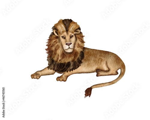 Fototapeta Naklejka Na Ścianę i Meble -  Lion watercolor illustration.  Drawn by hand with watercolors and is suitable for all types of design and printing.

