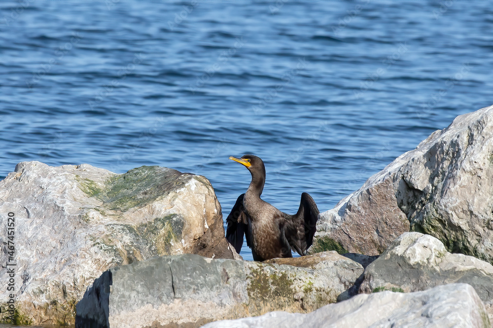 The double-crested cormorant (Nannopterum auritum) on the shores of Lake Michigan