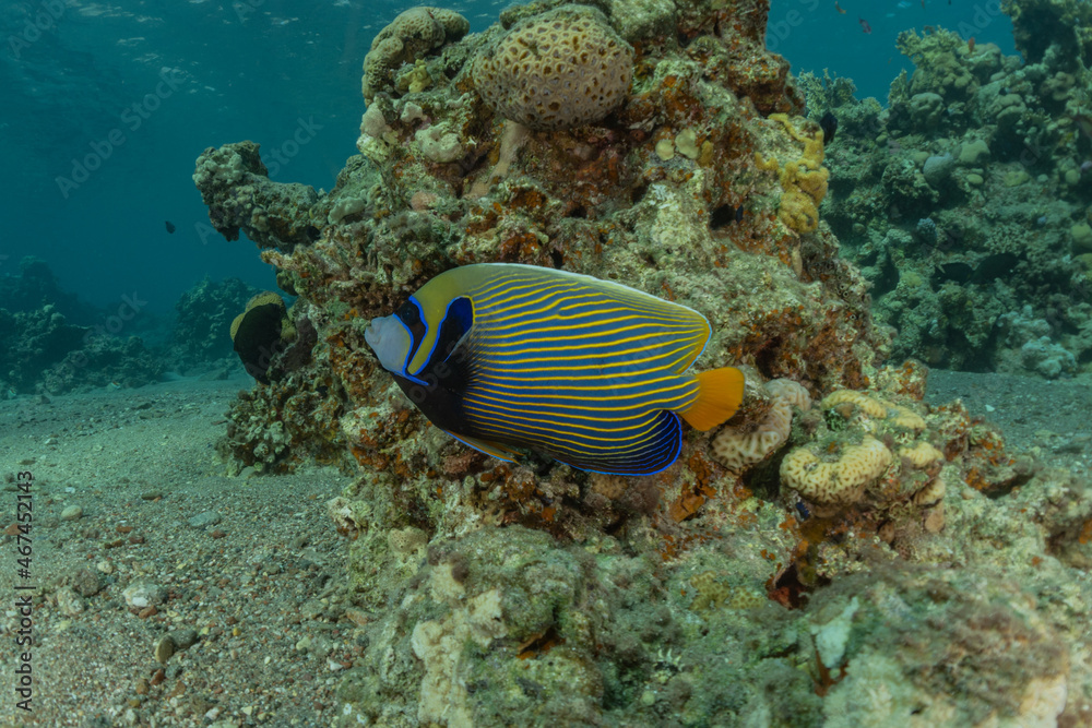 Fototapeta premium Fish swim in the Red Sea, colorful fish, Eilat Israel 