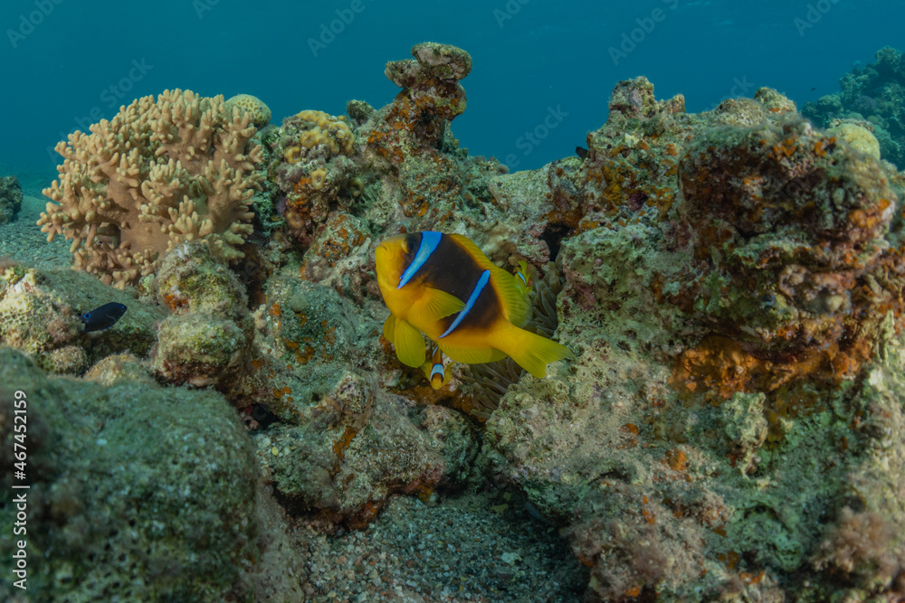 Fish swim in the Red Sea, colorful fish, Eilat Israel
Fish swim in the Red Sea, colorful fish, Eilat Israel