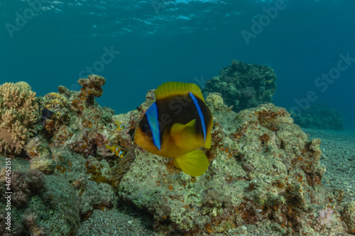 Fish swim in the Red Sea  colorful fish  Eilat Israel 