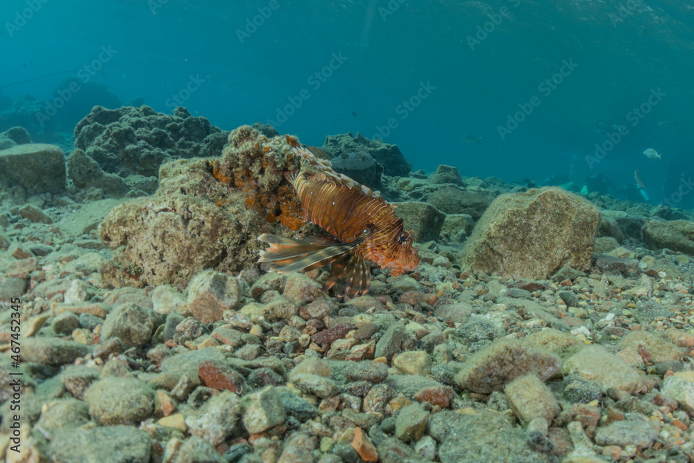 Obraz premium Lion fish in the Red Sea colorful fish, Eilat Israel