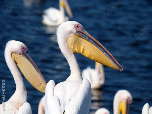 migratory birds pelicans photo