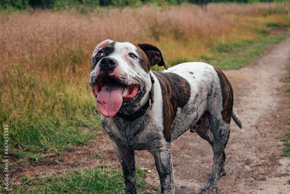 A happy dog that was rolling in mud. English staffordshire bull terrier dog. A happy dog that was rolling in mud. English staffordshire bull terrier dog.
