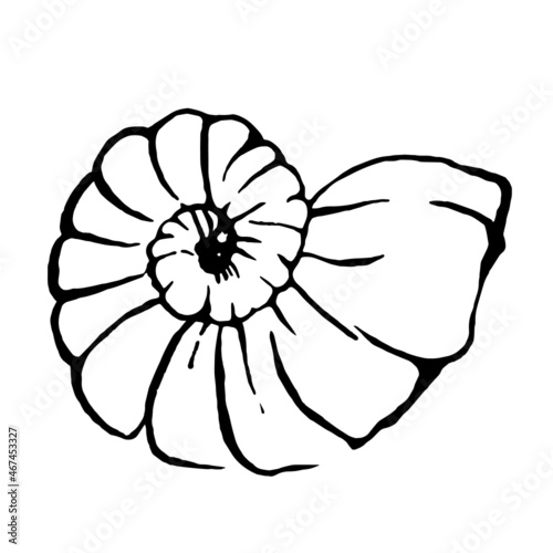 Shell Vector Illustrate